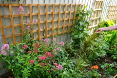 Garden Comp - 1